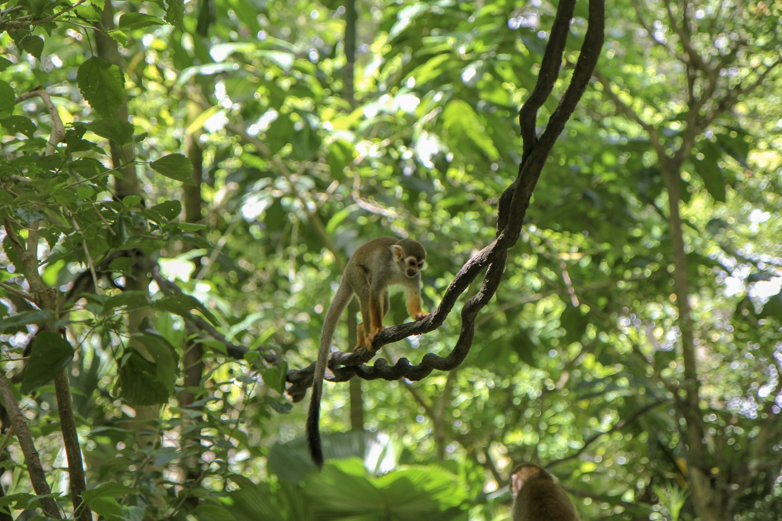 Five Days in the Rainforest